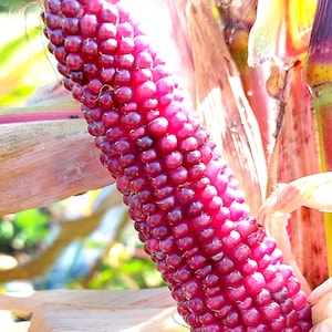 Rosa Popcorn Samen | Popping Corn Seeds | Popcorn Samen | non GMO | 10 Samen pro Packung