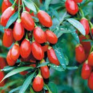 Shanghai Express Goji Seeds | Goji Berry Seeds  | Fruit Seeds | 10 seeds per pack