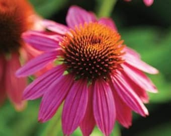 Echinacea/Echinacea purpurea L - Reliquia, Polinización abierta, Sin tratar, Sin OMG 20 semillas/paquete