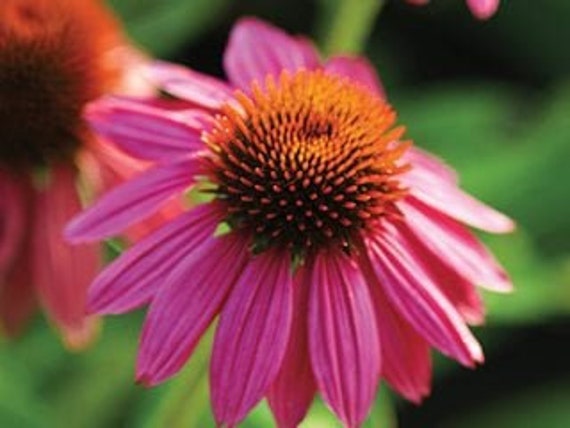 100 Graines D'Echinacée Pourpre (Echinacea Purpurea) - Non Traitées, Vivace Résistante