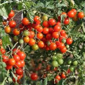 Drops Tomato Organic Seeds - Heirloom, Open bestoven, niet-GMO 20 zaden/pak, niet-GMO 20 zaden/pak