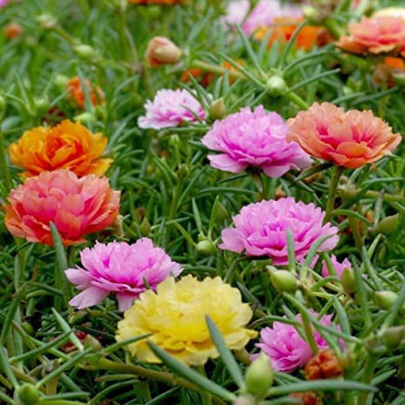 Moss Rose Double Mix Flower Seeds Portulaca Grandiflora Etsy Canada