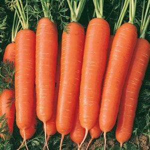 Carrot Organic Seeds - Nantes 2 - Heirloom, Open Pollinated, Non GMO - 35+ seeds packet