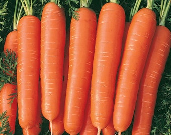 Carrot Organic Seeds - Nantes 2 - Heirloom, Open Pollinated, Non GMO - 35+ seeds packet
