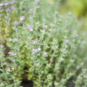 Garden Thyme | Common Thyme | Thymus Vulgaris | Herb Garden Seeds | Open-Pollinated - 30 seeds/pack