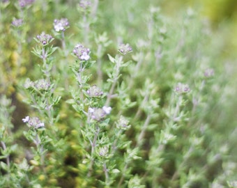 Tuintijm | Gewone Tijm | Thymus vulgaris | Kruidentuinzaden | Open bestoven - 30 zaden/verpakking