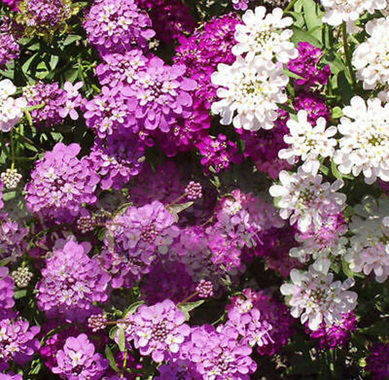 Ornamental flowers Candytuft Iberis thlaspi untreated non Etsy