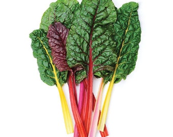 Semi Di Barbabietola, Burpees Golden | Bio - Foto 6