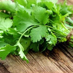 Coriander Seeds | Cilantro Seeds | Coriandrum Sativum - Culinary Herbs | Heirloom, Open Pollinated, Untreated, Non GMO 15 seeds/pack