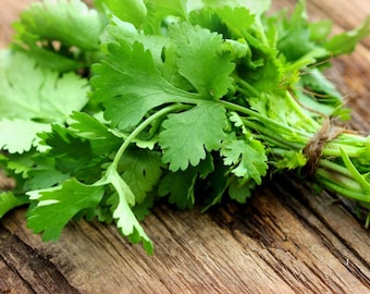 Coriander Seeds | Cilantro Seeds | Coriandrum Sativum - Culinary Herbs | Heirloom, Open Pollinated, Untreated, Non GMO 15 seeds/pack