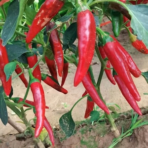 Piment (piment) Rokita Seeds - Héritage, pollinisation libre, sans OGM 10 graines/paquet