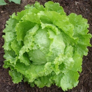 Organic Batavia Lettuce &quot;Blonde de Paris&quot; seeds | Batavia lettuce | Open Pollinated Lettuce Seeds | Garden soil, Hydroponic and Aquaponic