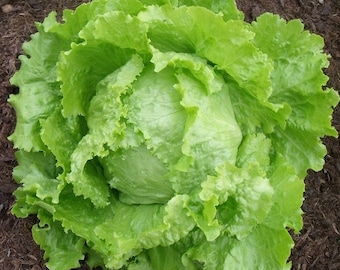 May include: A large, green head of lettuce with tightly packed leaves. The lettuce is fresh and ready to be eaten.