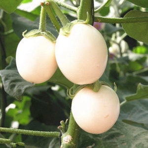 Japanese White Egg Eggplant |  Open-Pollinated, non GMO | White Aubergine  | 10 seeds per pack