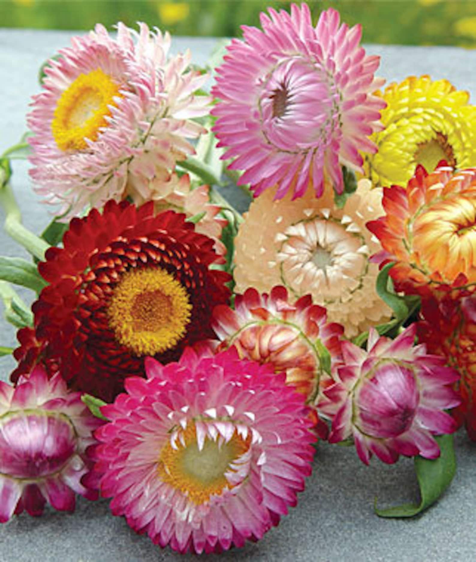 Strawflower Everlasting Flower Helichrysum Bracteatum Etsy UK