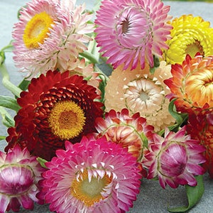 Strawflower Everlasting Flower Helichrysum bracteatum Mixed Colors pack of 20 seeds packet image 2