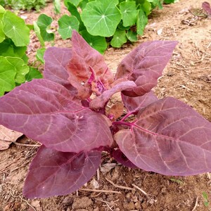 Organisk röd orach-arvsväxt | Atriplex hortensis | Trädgårdsorach | Bergspenat | Öppet pollinerat, icke-GMO - 20 frön/paket