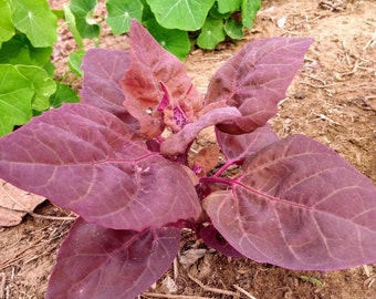 Organic Red Orach Heirloom | Atriplex hortensis | Garden orache | Mountain Spinach | Open Pollinated, Non GMO - 20 seeds/packet
