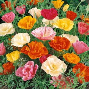 California Poppy, Mission Bells, Untreated, Non GMO - 20 seeds packet