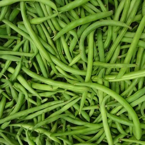 French Green Bean Seeds  | Bush Bean | Heirloom, Open Pollinated, Non GMO - 5 seeds packet
