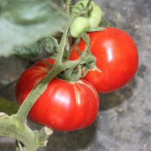Graines de tomates Elisabeth biologiques - Tomate Elisabeth, Héritage européen, Pollinisation libre, Sans OGM, 20 graines/paquet