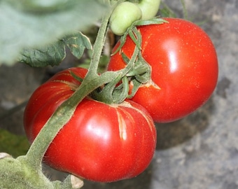 Organic Elisabeth Tomato Seeds - Tomato Elisabeth, European Heirloom, Open Pollinated, Non GMO ,20 seeds/pack
