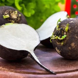 Schwarzer Winterrettich | "Runder Swarzer" | Radieschen | Offen bestäubt | non GMO | 20 Samen pro Packung