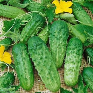 Organic Cucumber National Pickling - Heirloom, Open Pollinated, Untreated, Non GMO 20 seeds/pack