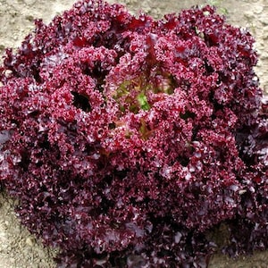 Organic &quot;Lollo Rossa&quot; Lettuce seeds  | Open Pollinated Curly Leaf Lettuce Seeds | Garden soil, Hydroponic and Aquaponic