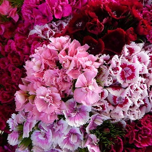 Sweet William | Dianthus Barbatus mix | Untreated, Non GMO - 20 seeds packet