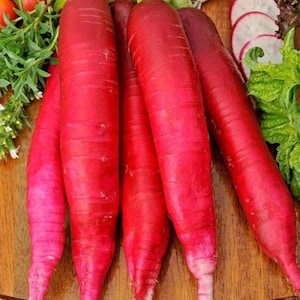 Ostergruss Rosa |  &quot;Rode Daikon&quot; |  Duitse radijs |  Erfstuk | Open bestoven, niet-GMO 20 zaden/pakket