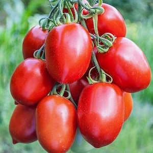 Organic Rio Grande Tomato Seeds  |  Untreated,  Open Pollinated, Non GMO 20 seeds/pack