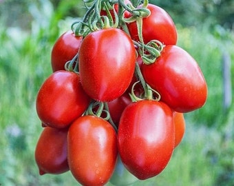 Semillas de tomate Rio Grande orgánico / Sin tratar, polinización abierta, sin OGM. 20 semillas por paquete.