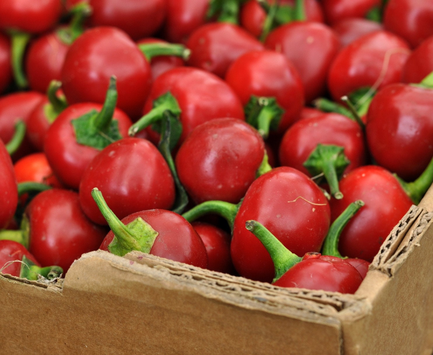 Organic Hot Cherry Bomb Pepper Cherry Bomb Chilli Pepper Etsy