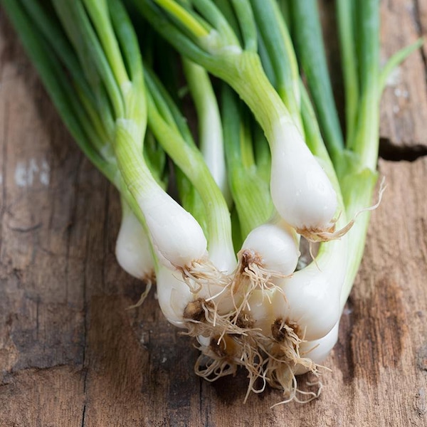 Spring Onion Seeds -  "White Lisbon" Heirloom, Open Pollinated, Untreated, Non GMO 40 seeds/pack