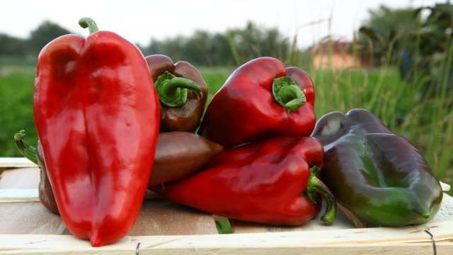 Slonovo Uvo Paprika, Elefantenohr Paprika, Ajvar Paprika | Erbstck, offen  bestubt, gentechnikfrei | 10 Samen/Packung - Etsy.de