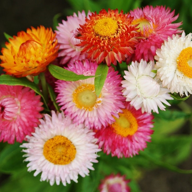 Strawflower Everlasting Flower Helichrysum bracteatum Mixed Colors pack of 20 seeds packet image 1