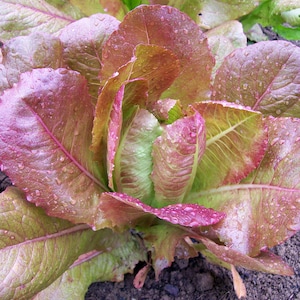 Organic Lettuce Seeds - Rouge D&#39; Hiver Romaine Lettuce , Heirloom, Open Pollinated, Non GMO  30 seeds/packet
