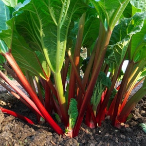 Rhubarbe, ancienne, pollinisation libre, non traitée, sans OGM - Sachet de 10 graines