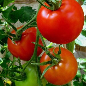 Organic Saint - Pierre Tomato Seeds - Tomato St Pierre, French Heirloom, Open Pollinated, Non GMO ,20 seeds/pack