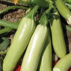 Zucchini &quot;Long White Bush&quot; Summer Squash  |  &quot;White Bush&quot; Courgette - Heirloom, Open Pollinated, Untreated, Non GMO 4 seeds/pack