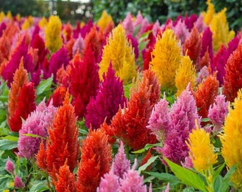 Celosia Pampas Plume- Celosia argentea var. plumosa - Flower Garden Seed | pack of 20 seeds packet