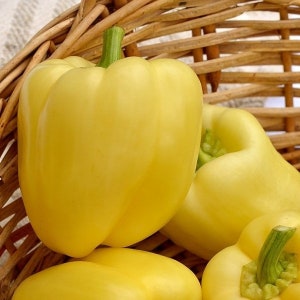 Bell Pepper, Sweet Bell Pepper &quot;HILDI&quot; ,Yellow Bell Pepper, Open Pollinated, Non GMO |  20 seeds pack