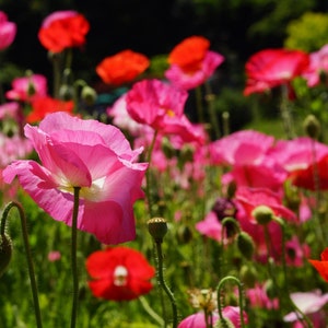 Poppy Seeds, Shirley Mixed Double, Heirloom, Open pollinated, Untreated, Non GMO - 20 seeds packet