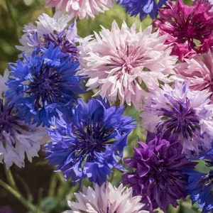 Bachelor Buttons Gemengde Kleuren Zaden, Heirloom, Onbehandeld, niet GMO, 20 zaden/pakket Jaarlijkse bloem, Vlindertuin, Snijbloementuin