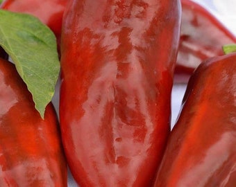 Romanian Sweet Pepper, "Dumbo 34" Sweet Pepper, Romanian Paprika | Heirloom, Open Pollinated, Non GMO |  10 seeds/packet