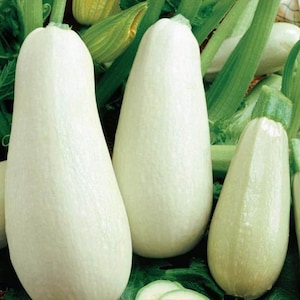 Italian White Zucchini Summer Squash &quot;Lungo Bianco&quot; |  white Courgette - Heirloom, Open Pollinated, Untreated, Non GMO 8 seeds/pack