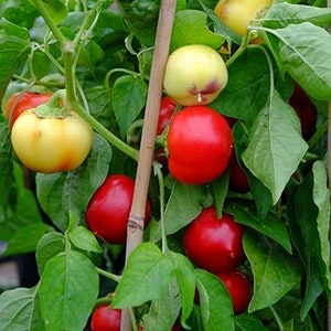Pepper Luti KAMBICHKI - Chilli Pepper, Hot Chilli | Heirloom, Open Pollinated, Non GMO | 10 seeds pack