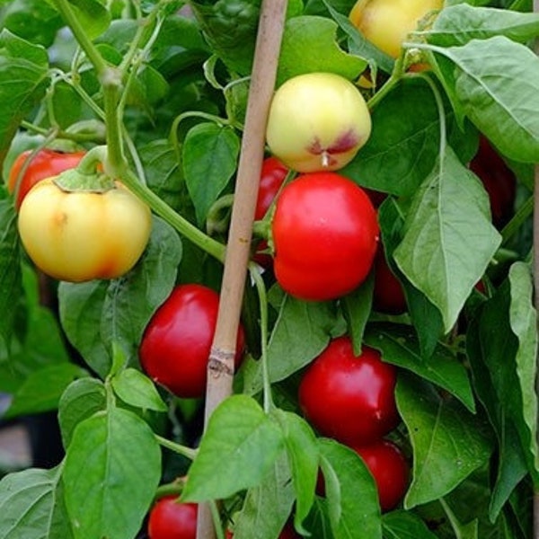 Pepper Luti KAMBICHKI - Chilli Pepper, Hot Chilli | Heirloom, Open Pollinated, Non GMO | 10 seeds pack