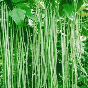 HEIRLOOM Yardlong beans | Asparagus Bean | Snake Bean | Chinese Long Bean | Cowpea | Pea bean | pack of 8 seeds